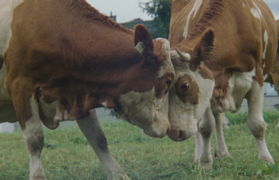 'Aus dem Raum der privaten Lebensgeschichte heraus macht die Regisseurin hochpolitische Themen wie Pflege, Missbrauch und Inklusion sichtbar', so die Jury zum Film.