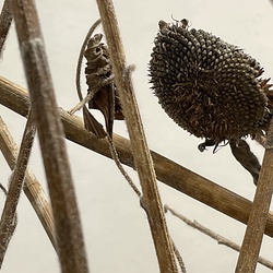 GEHEN & VERGEHEN. Wilhelm Scheruebl. Foto: KULTUM/Hopper