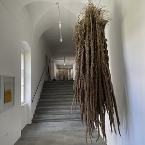 Wilhelm Scheruebl Upside Down, 2022/23  upside down  zweij?hrig  gekeimt_verwurzelt  die Erdkrume durchbrochen  erbl?ht  um  zu Staub zu zerfallen  90x90x300 cm  Objekt, Installation 