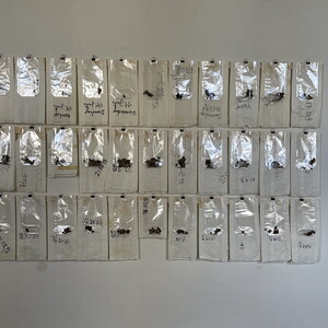 Wilhelm Scheruebl Sommer 1996  30 Papiers?cke, Zellophan-S?cke mit K?nigskerzenbl?ten  50 Baryt-Abz?ge von K?nigskerzenfotos 