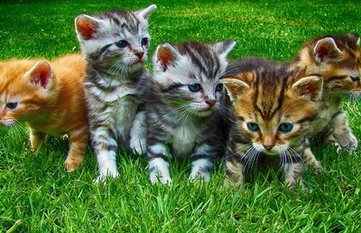 Katzen, Hunde, Meerschweinchen oder Hamster- alle sind bei den Haustiersegnungen willkommen.