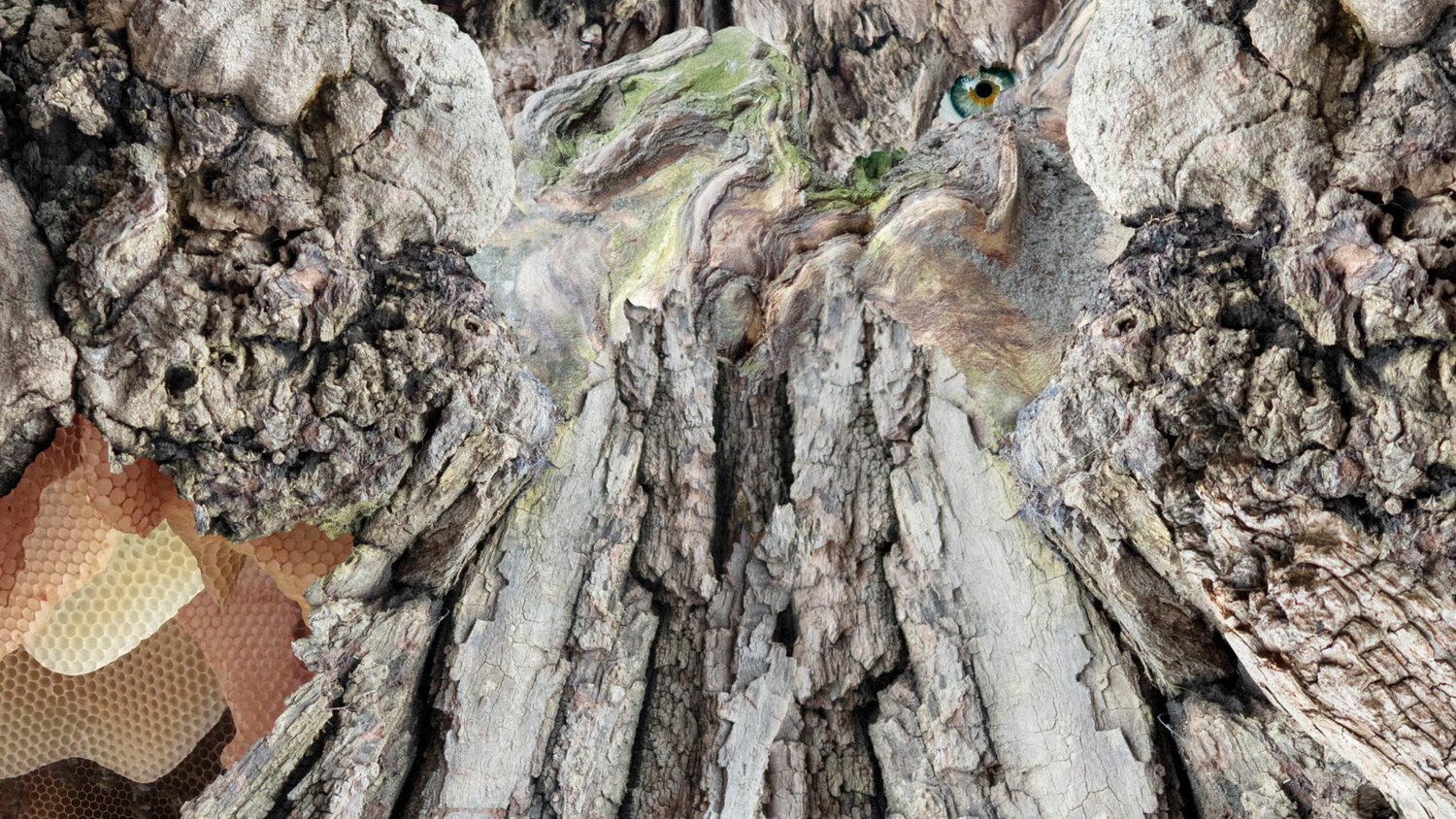 Claudia Larcher, Das große Baumstück, Experimentalfilm, 9 min 30 sek, 2023